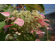 Schizophragma hydrangeoides Roseum