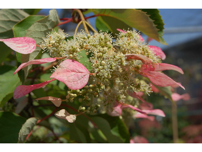 Schizophragma hydrangeoides
