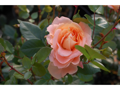 Rosa