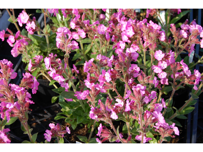 Silene rubothii