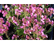 Silene rubothii Rollies Favourite ®