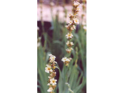 Sisyrinchium striatum