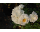 Rosa Snowdrift