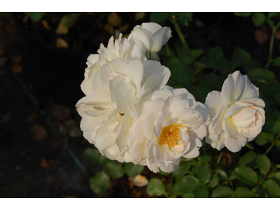 Rosa