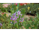 Solanum crispum 