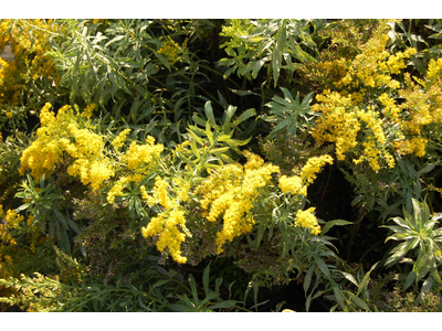 Solidago