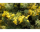 Solidago