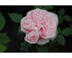 Rosa Souvenir de la Malmaison