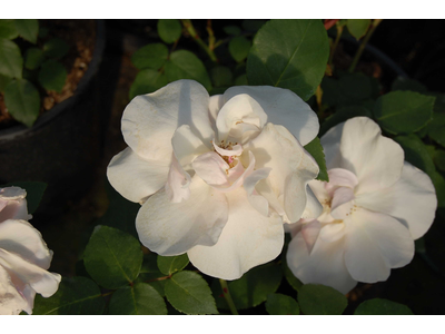 Rosa
