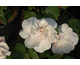 Rosa Souvenir de St.Anne's