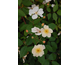 Rosa Souvenir de Louis Lens