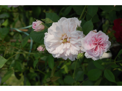 Rosa