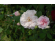 Rosa Souvenir de Mme Auguste Charles