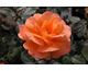 Rosa Sparkle