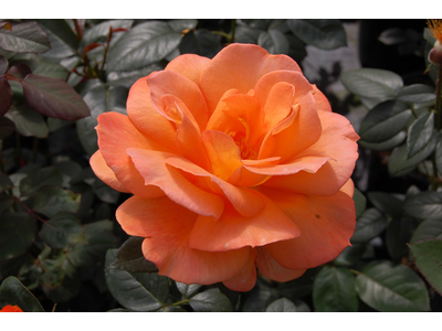 Rosa