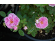 Rosa Spong