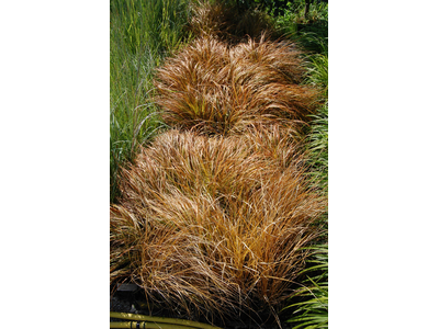 Stipa arundinacea