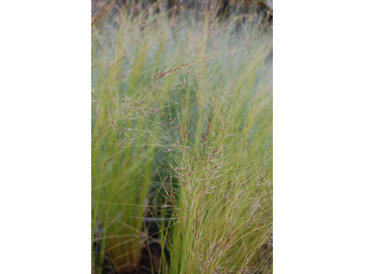 Stipa tenuissima