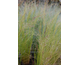 Stipa tenuissima Pony Tails