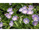Stokesia laevis Klaus Jelitto