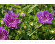 Stokesia laevis Purple Parasols