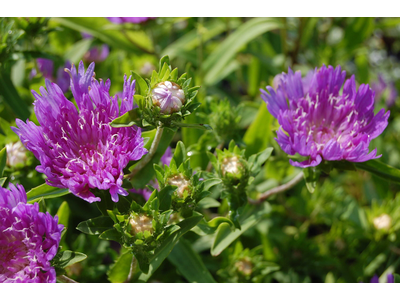 Stokesia laevis