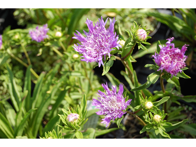 Stokesia laevis