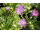 Stokesia laevis Purple Pixie