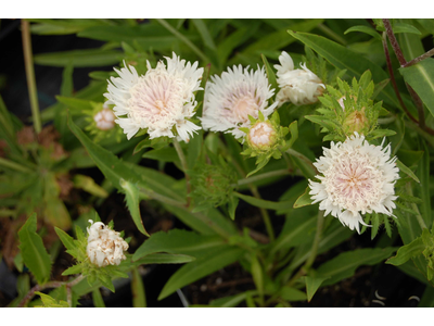 Stokesia laevis