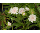 Stokesia laevis Silver Moon