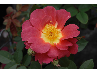 Rosa