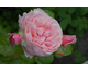 Rosa Strawberry Hill