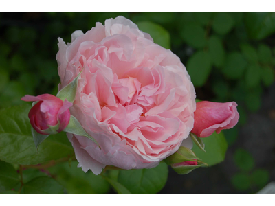 Rosa