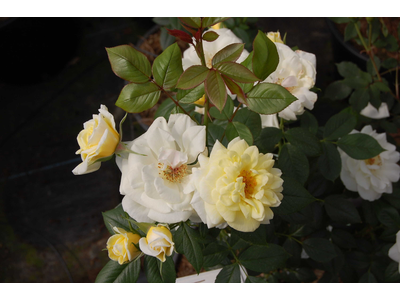 Rosa