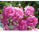 Rosa Super Dorothy