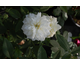 Rosa Susan Williams-Ellis