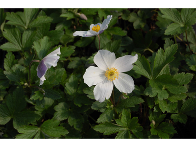 Anemone