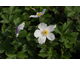 Anemone