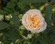 Rosa Ginger Syllabub
