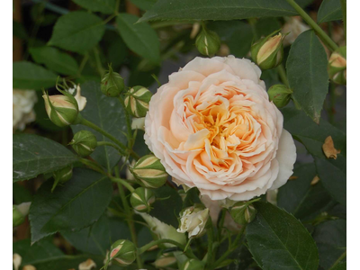 Rosa