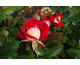Rosa Suspense