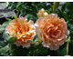 Rosa Sutter's Gold