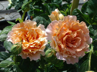 Rosa