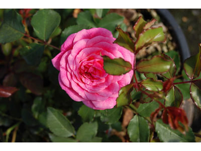 Rosa
