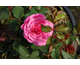 Rosa Sweet Drift