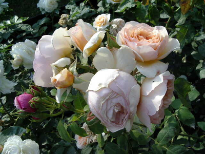 Rosa