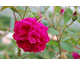 Rosa Tam O'Shanter