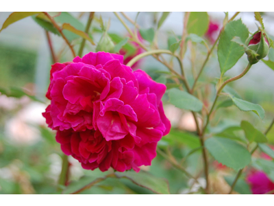 Rosa