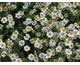 Tanacetum niveum Jackpot