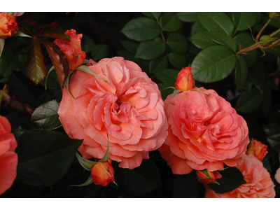 Rosa